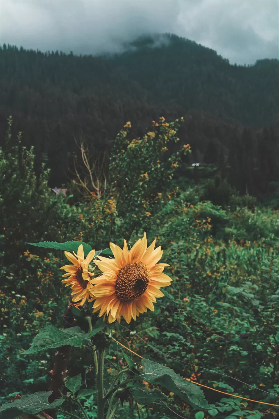Photo of The Magical Parvati Valley ( Kasol - Kheerganga ) by Souvanik Goon