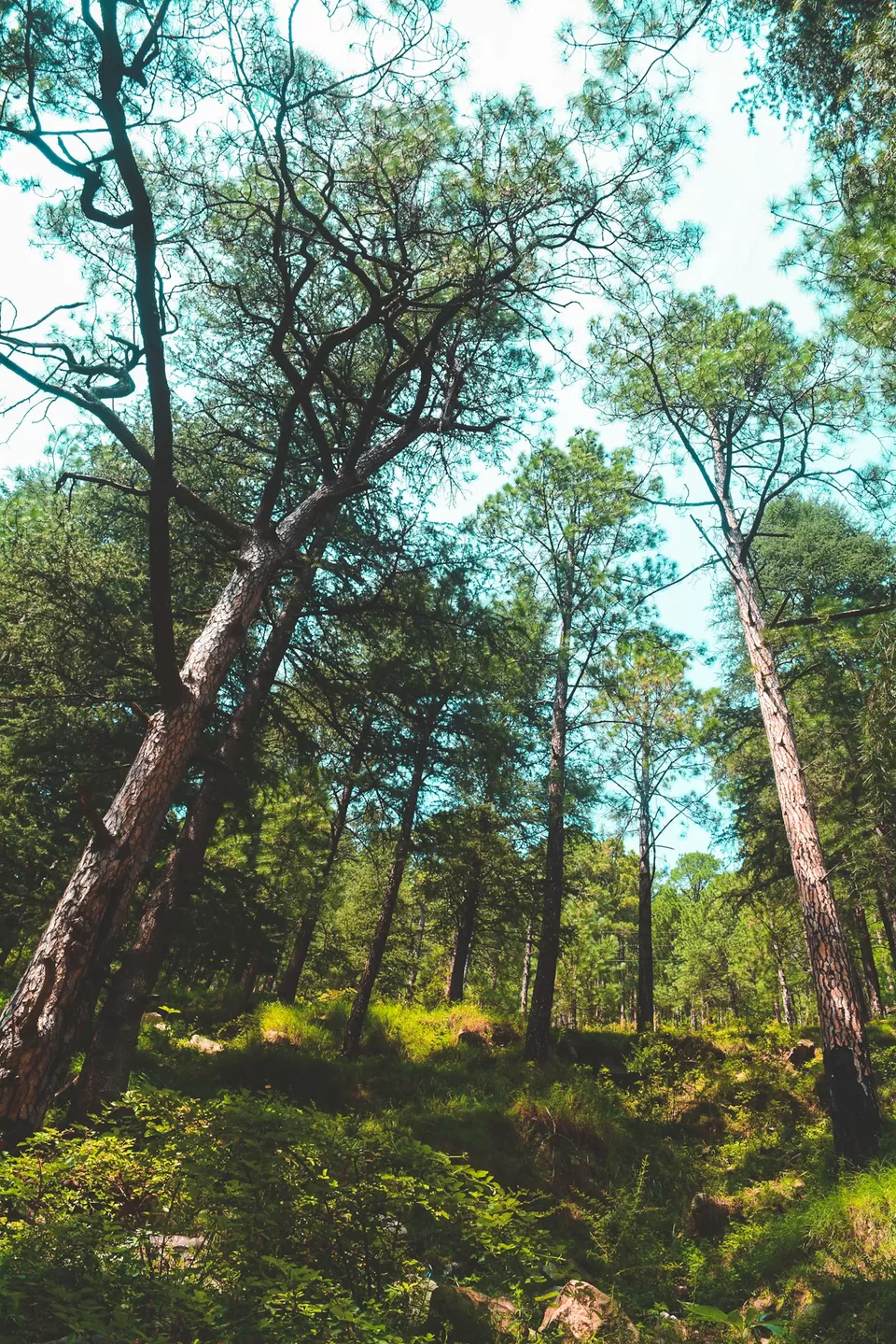 Photo of Chalal Trek Trail, Kullu, Himachal Pradesh, India by Souvanik Goon
