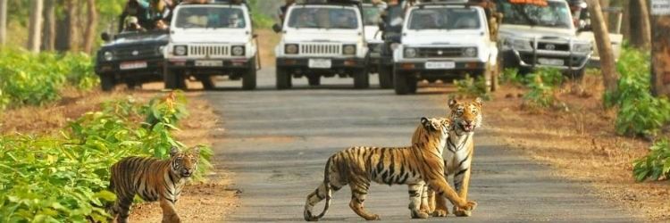 Photo of Sariska Tiger Reserve, Ganeshpura With Rundh Kali Ghati, Rajasthan, India by Aarush Tandon