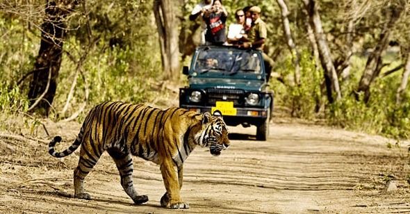 Photo of Sariska Tiger Reserve, Ganeshpura With Rundh Kali Ghati, Rajasthan, India by Aarush Tandon