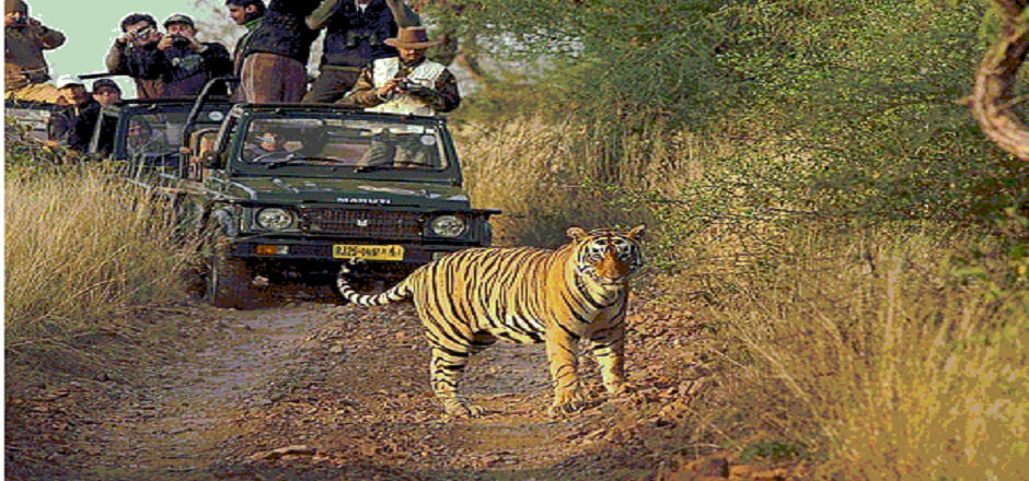 Photo of Sariska Tiger Reserve, Ganeshpura With Rundh Kali Ghati, Rajasthan, India by Aarush Tandon