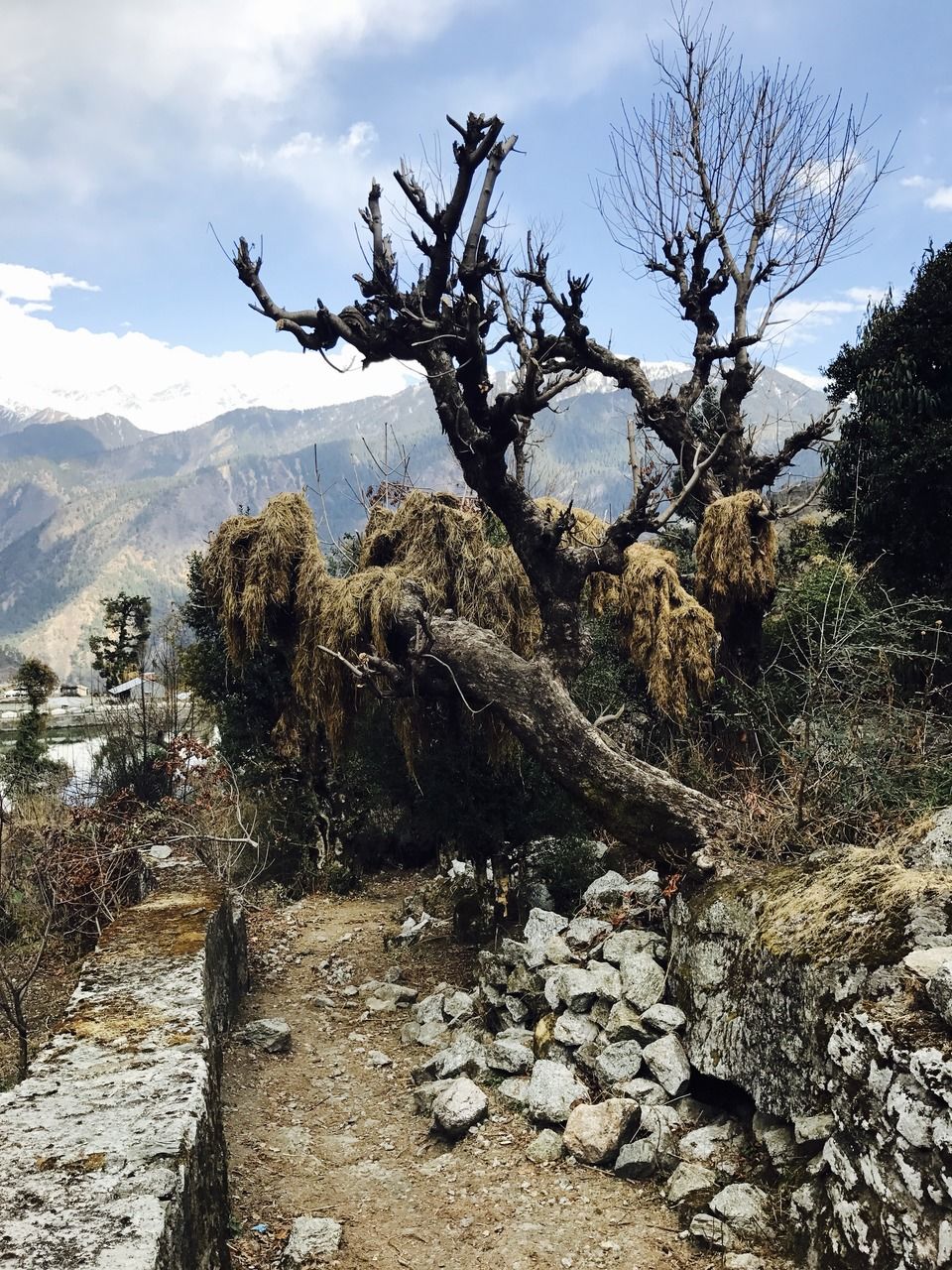Photo of Dayara Bugyal Trek, Barsu, Uttarakhand, India by Aarush Tandon