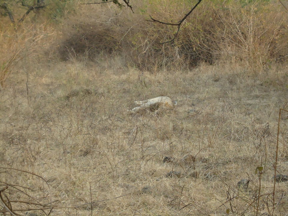 Photo of Gir National Park : The Pride Of Gujarat 30/33 by Aarush Tandon