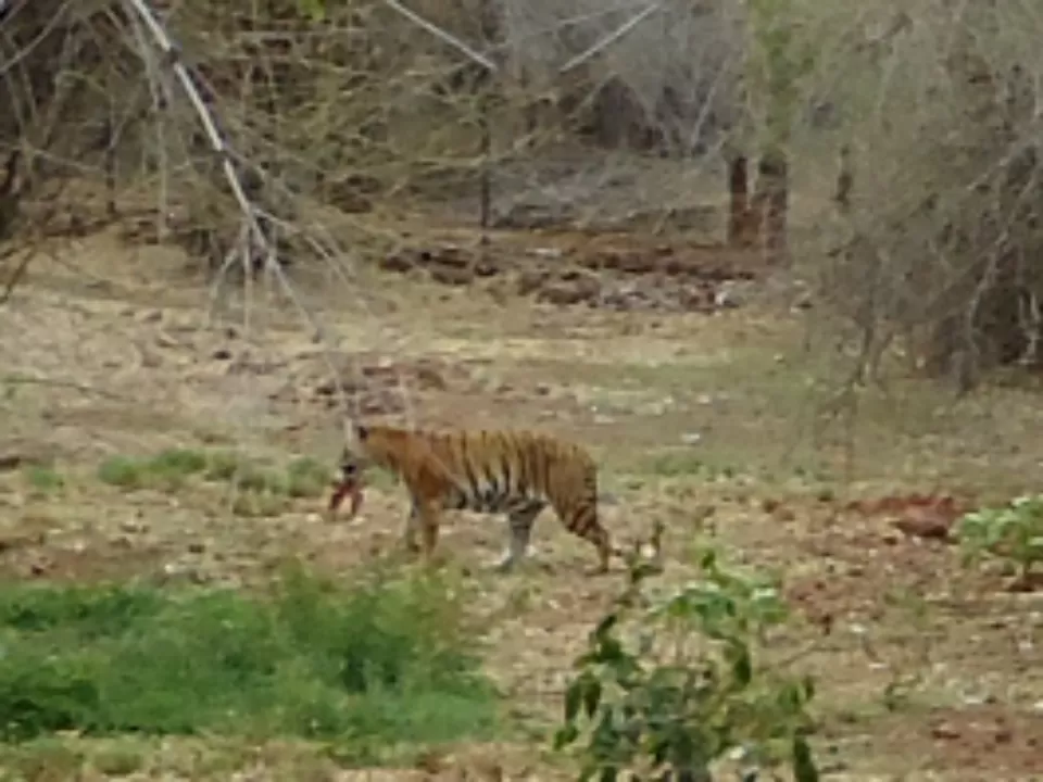 Photo of Van Vihar National Park Bhopal, Krishna Nagar, Bhopal, Madhya Pradesh, India by Aarush Tandon