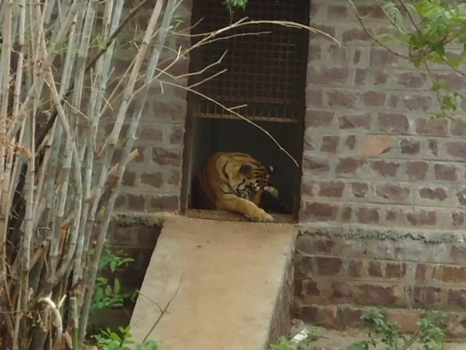 Photo of Van Vihar National Park Bhopal, Krishna Nagar, Bhopal, Madhya Pradesh, India by Aarush Tandon