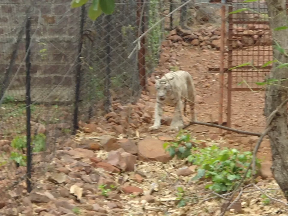 Photo of Van Vihar National Park Bhopal, Krishna Nagar, Bhopal, Madhya Pradesh, India by Aarush Tandon