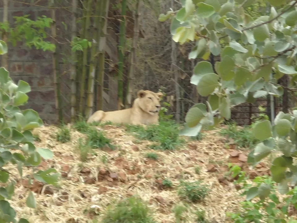 Photo of Van Vihar National Park Bhopal, Krishna Nagar, Bhopal, Madhya Pradesh, India by Aarush Tandon