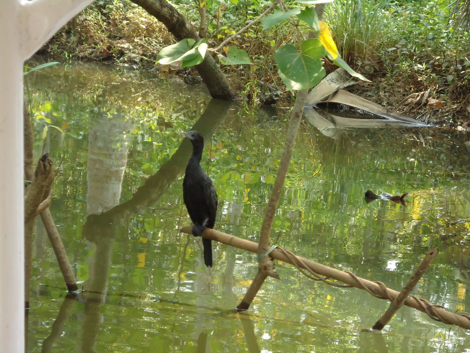 Photo of Estuary Island : Riding In A Movie 7/34 by Aarush Tandon