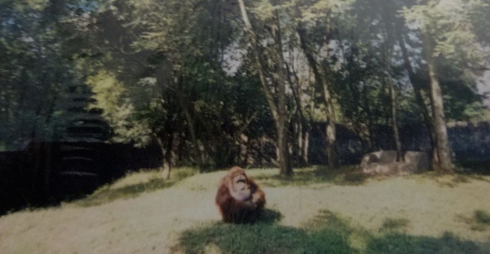 Photo of Nandankanan Zoological Park, Barang, Odisha, India by Aarush Tandon