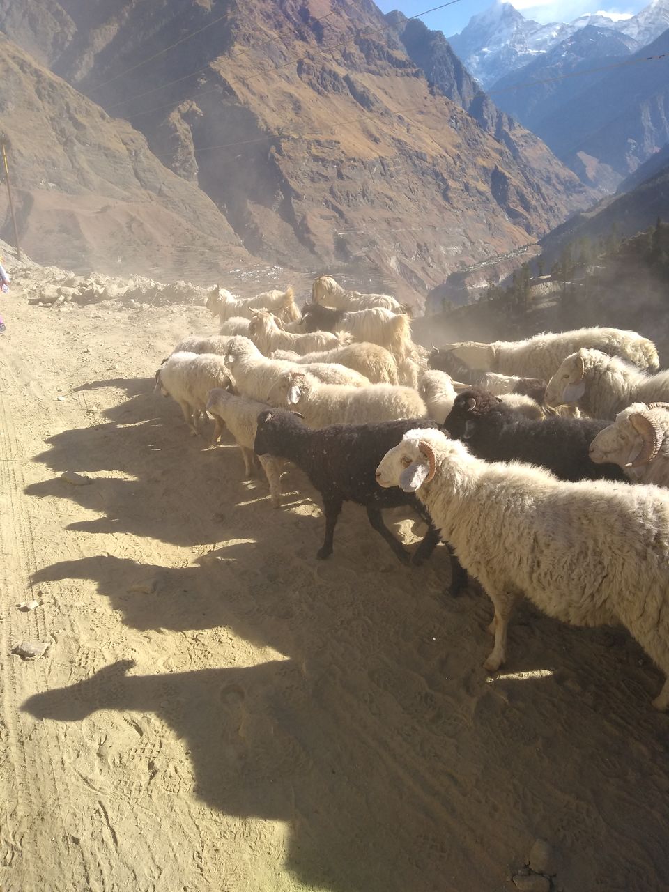 Photo of Dhak, Uttarakhand, India by Aarush Tandon
