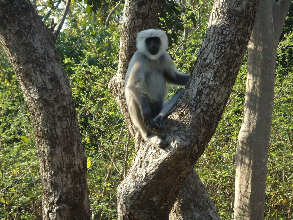 Photo of Jim Corbett National Park, Ramnagar, Uttarakhand, India by Aarush Tandon