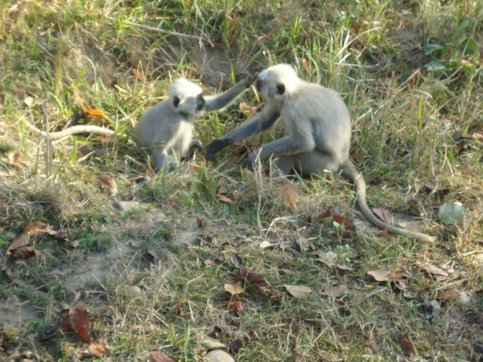 Photo of Jim Corbett National Park, Ramnagar, Uttarakhand, India by Aarush Tandon
