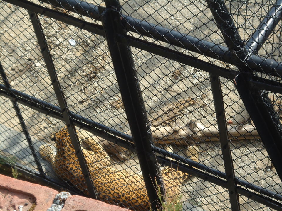 Photo of G B Pant High Altitude Zoo, Tallital, Nainital, Uttarakhand, India by Aarush Tandon