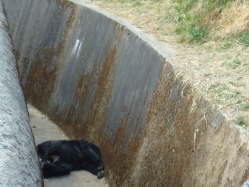 Photo of G B Pant High Altitude Zoo, Tallital, Nainital, Uttarakhand, India by Aarush Tandon
