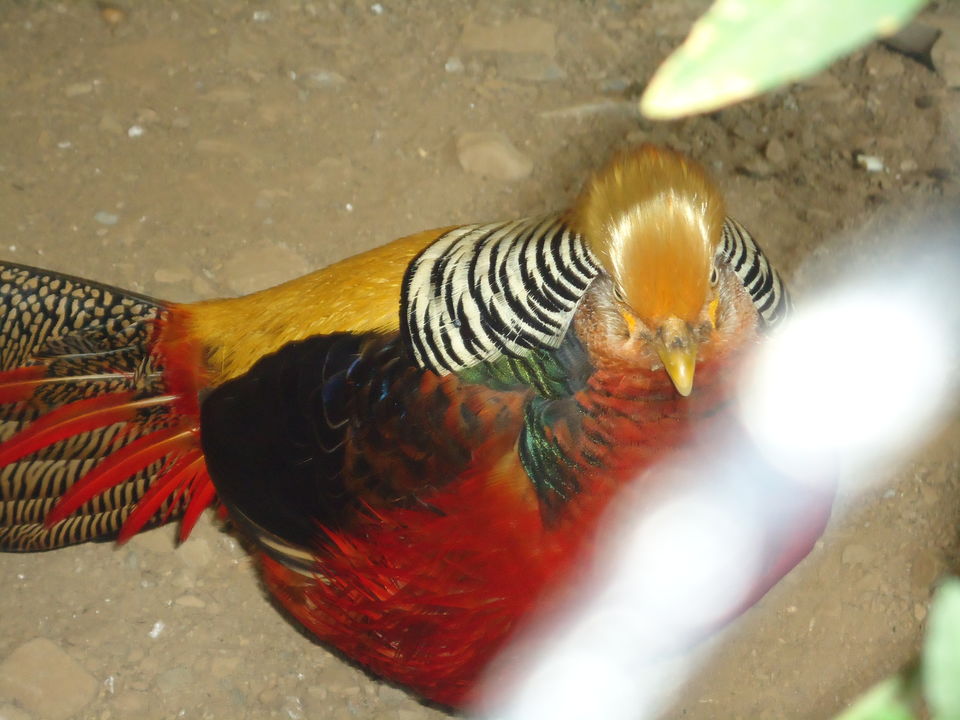 Photo of G B Pant High Altitude Zoo, Tallital, Nainital, Uttarakhand, India by Aarush Tandon