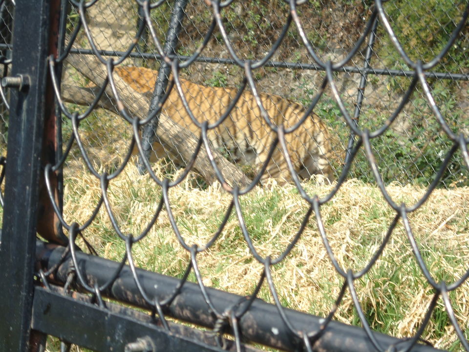 Photo of G B Pant High Altitude Zoo, Tallital, Nainital, Uttarakhand, India by Aarush Tandon