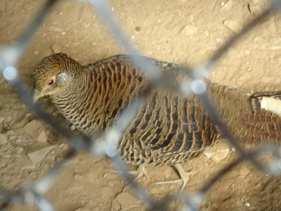 Photo of G B Pant High Altitude Zoo, Tallital, Nainital, Uttarakhand, India by Aarush Tandon