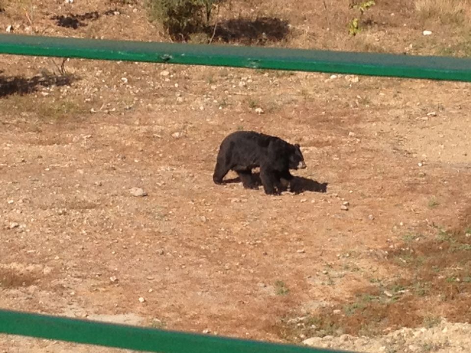 Photo of SajjanGarh Biological Park, Eklavya Colony, Udaipur, Rajasthan, India by Aarush Tandon