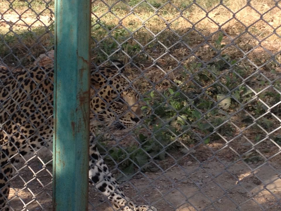 Photo of SajjanGarh Biological Park, Eklavya Colony, Udaipur, Rajasthan, India by Aarush Tandon