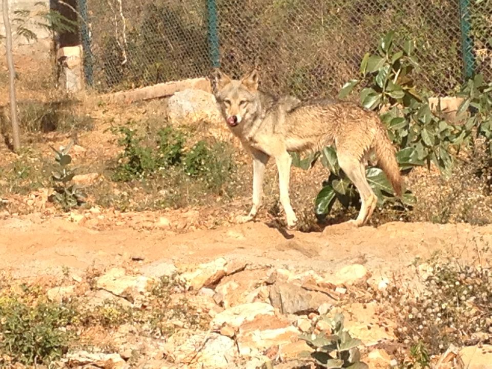 Photo of SajjanGarh Biological Park, Eklavya Colony, Udaipur, Rajasthan, India by Aarush Tandon