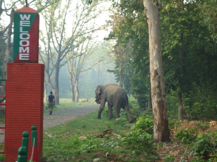 Photo of Rajaji National Park, Chila Gate, Reception, Cheela Dam - Rishikesh Road, Veerbhadra, Uttarakhand, India by Aarush Tandon