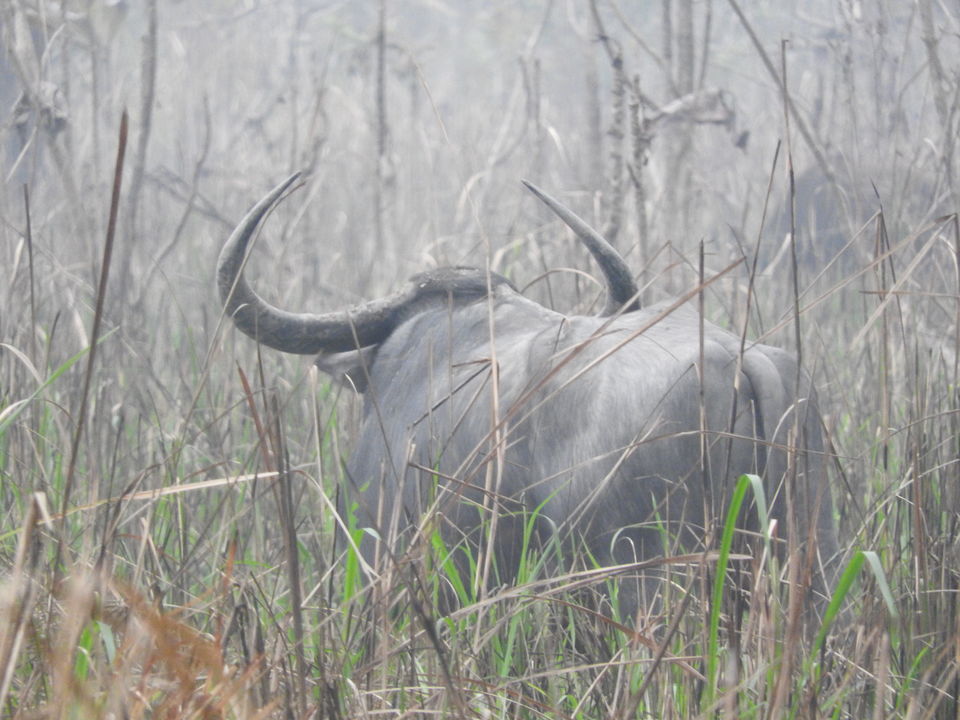 Photo of Manas National Park, Baksa, Assam, India by Puspanjalee Das Dutta