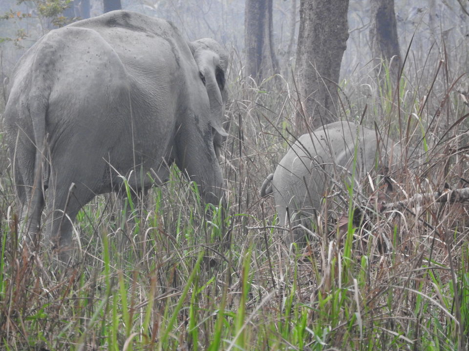 Photo of Manas National Park, Baksa, Assam, India by Puspanjalee Das Dutta
