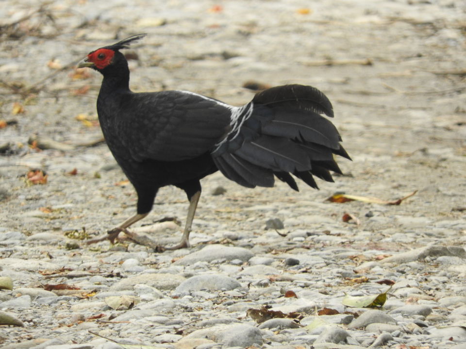 Photo of Manas National Park, Baksa, Assam, India by Puspanjalee Das Dutta