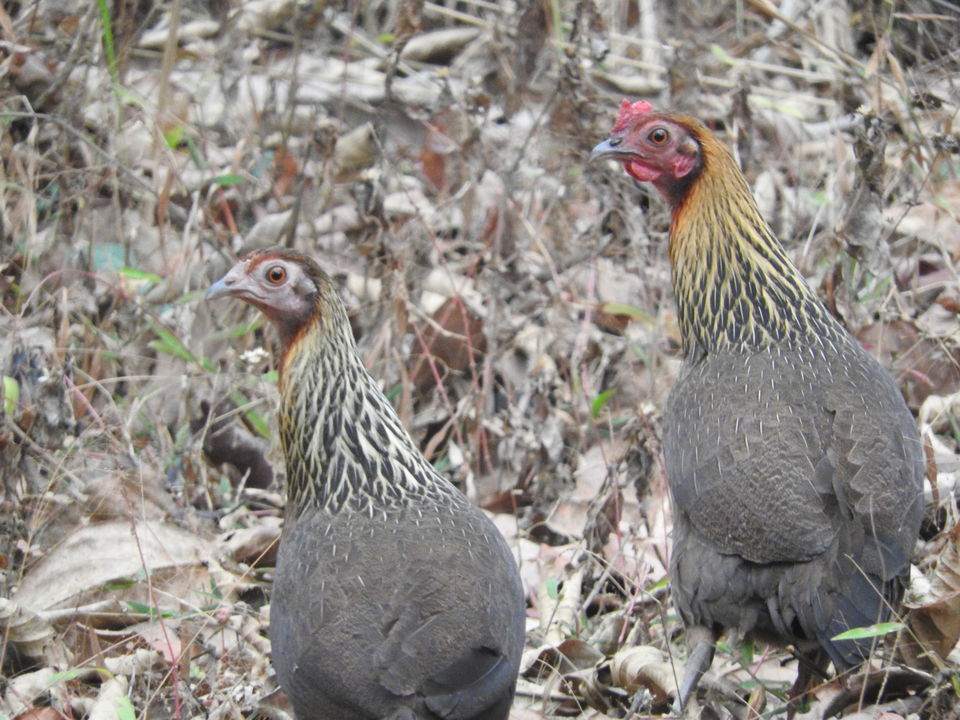 Photo of Manas National Park, Baksa, Assam, India by Puspanjalee Das Dutta