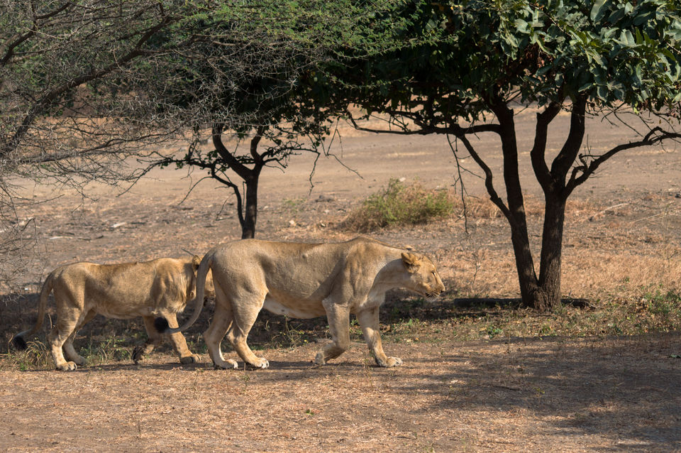 Photo of A week long Trip to Lower Gujarat 7/10 by Aman Rathi