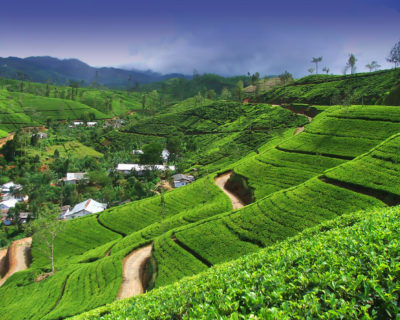 Photo of Sri Lanka- Places To Visit In Sri Lanka 4/7 by Pankti Shah