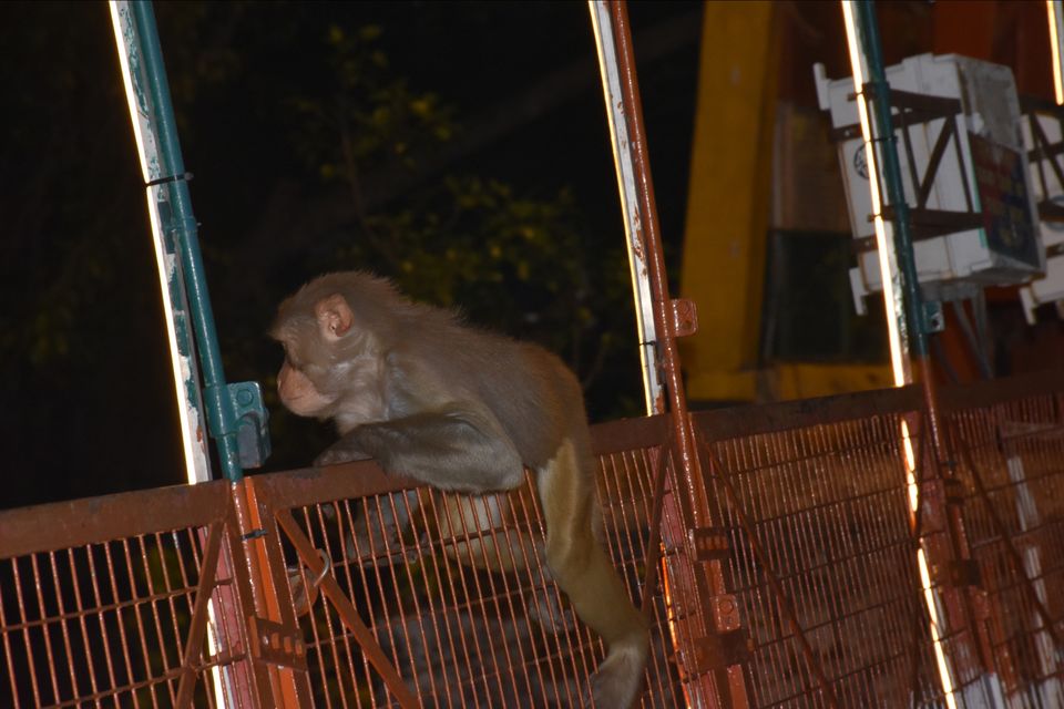 Photo of Laxman Jhoola, Laxman Jhula, Rishikesh, Uttarakhand, India by Mrigakshi Chetia