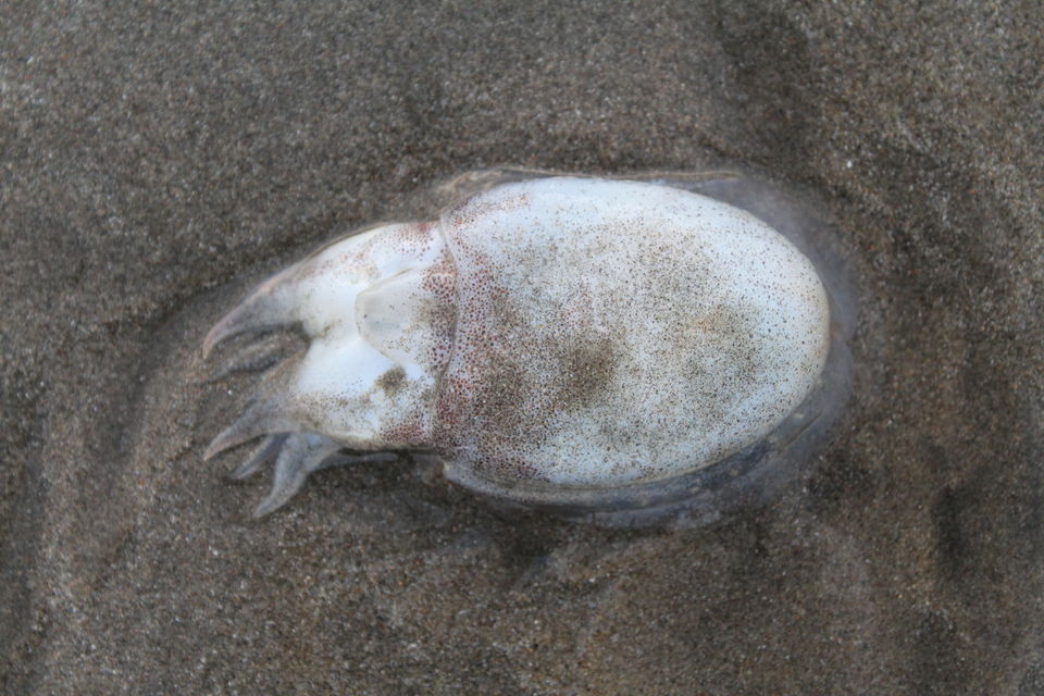 Photo of Malvan, Maharashtra, India by Ashish Singh