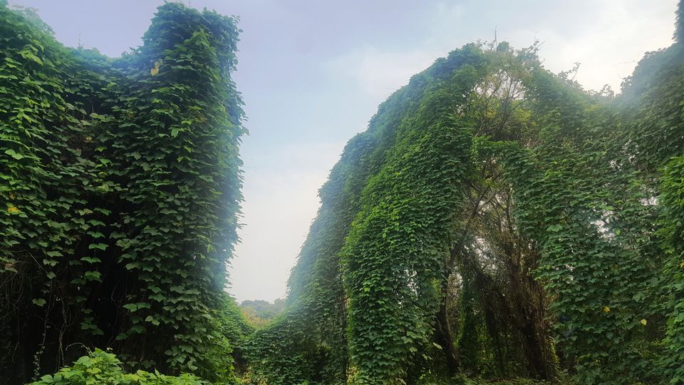 Photo of Pathiramanal Island, Muhamma, Kerala, India by Adyasha Dash (The Wandering Mind)