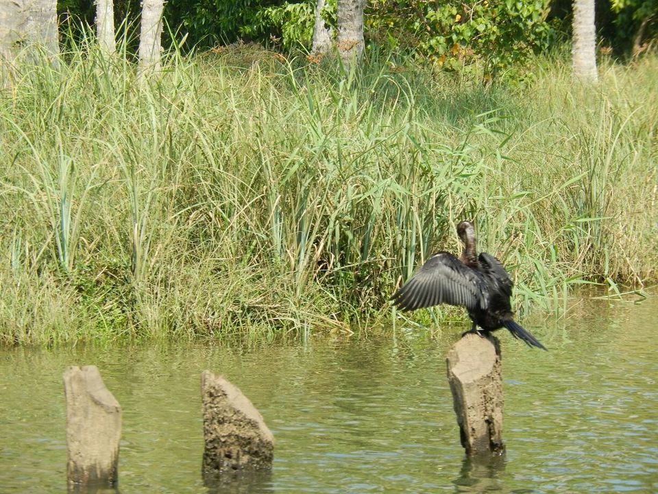 Photo of Three Days In Kerala- A Long Weekend Escape by Adyasha Dash (The Wandering Mind)