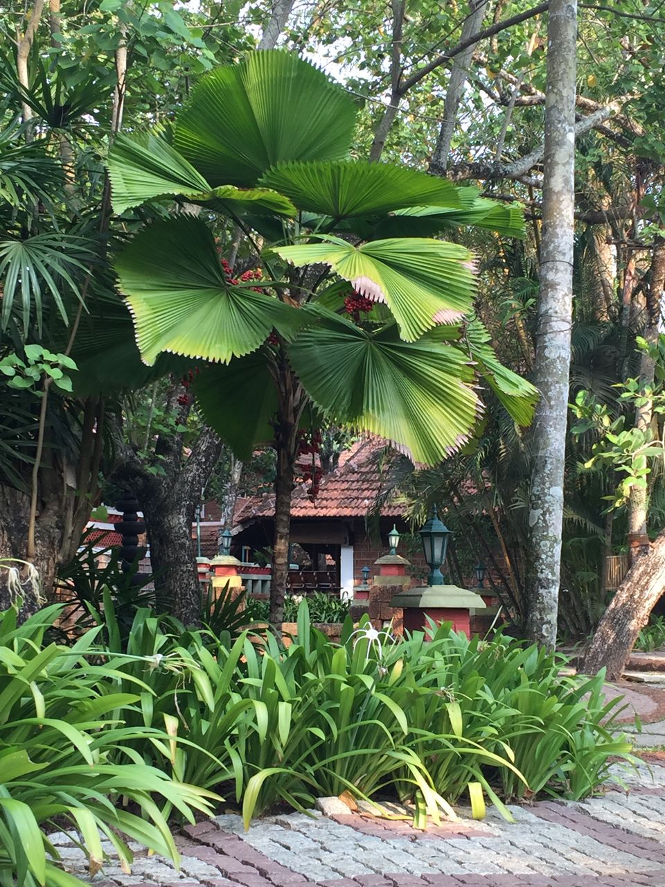 Photo of Backwater Resort Stay at Alleppey 4/4 by pooja jain