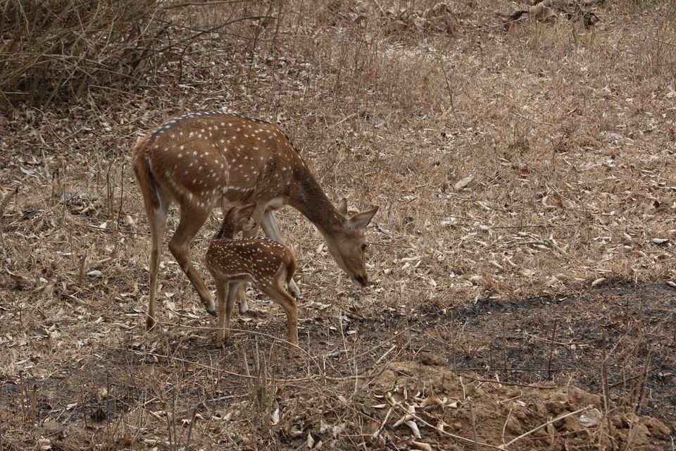 Photo of Bandipur - Weekend getaway by KG Charan