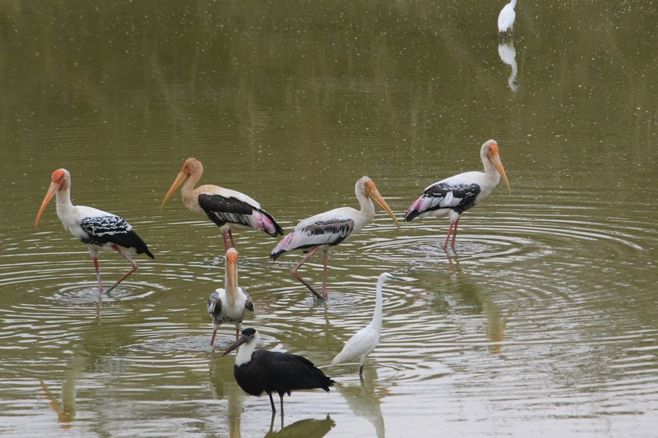 Photo of Bandipur - Weekend getaway by KG Charan