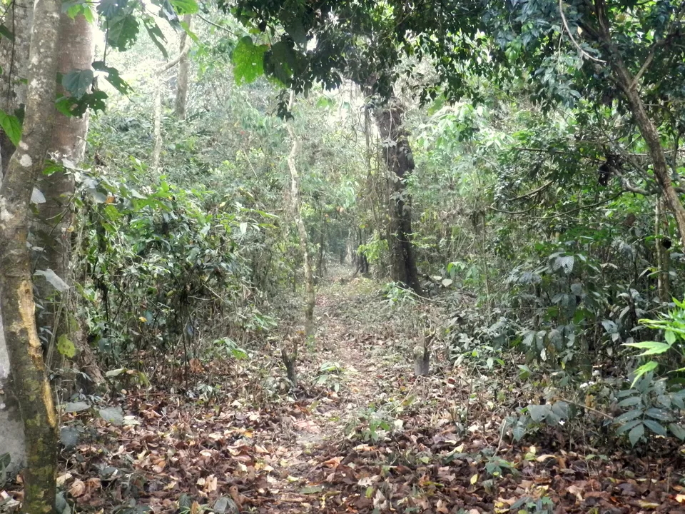 Photo of The Sound of the Wild: 28 Miles Basti, Buxa by Deshik Dutta