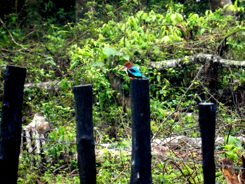 Photo of The Sound of the Wild: 28 Miles Basti, Buxa by Deshik Dutta