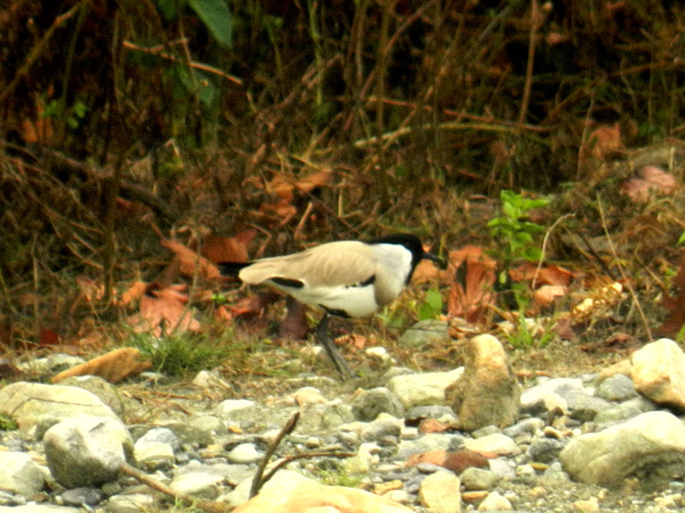 Photo of The Sound of the Wild: 28 Miles Basti, Buxa by Deshik Dutta