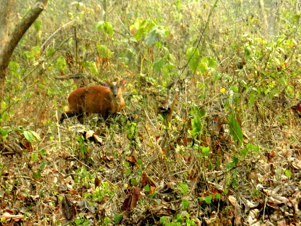 Photo of The Sound of the Wild: 28 Miles Basti, Buxa by Deshik Dutta