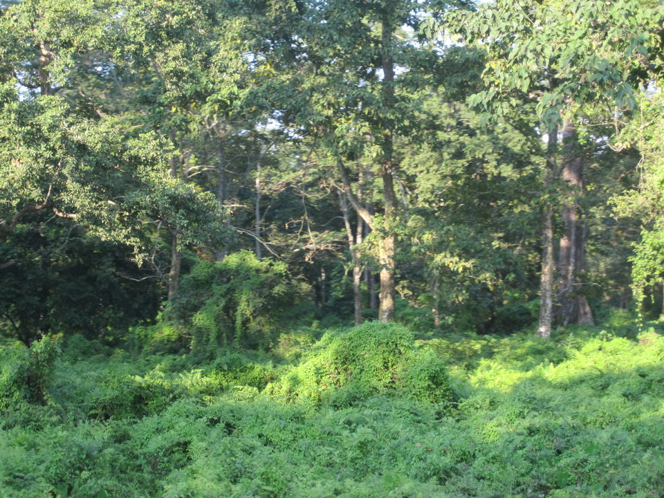 Photo of Jaldapara: Much more than the one-horned rhino national park by Deshik Dutta