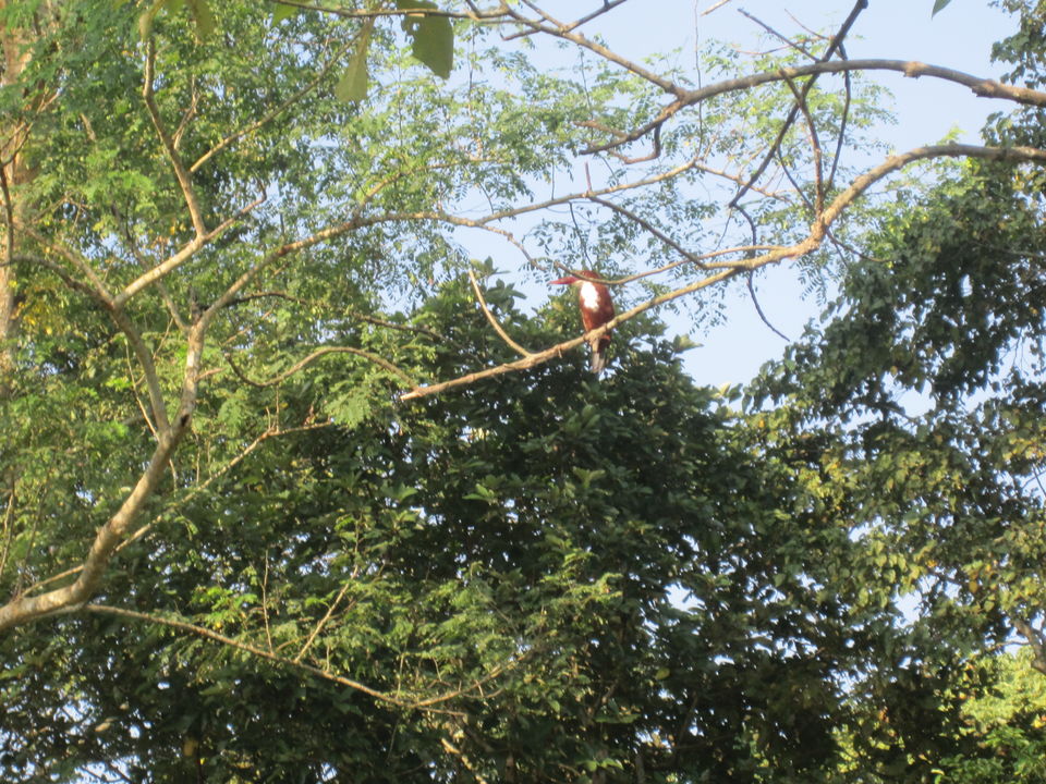 Photo of Jaldapara: Much more than the one-horned rhino national park 4/12 by Deshik Dutta
