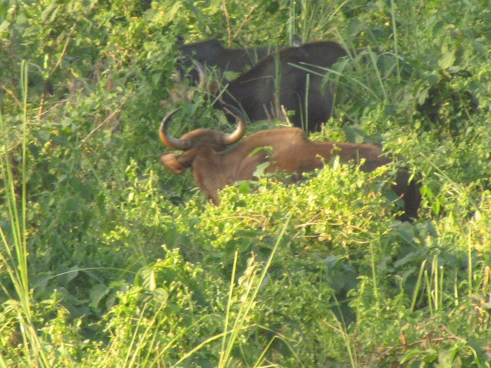 Photo of Jaldapara: Much more than the one-horned rhino national park 7/12 by Deshik Dutta