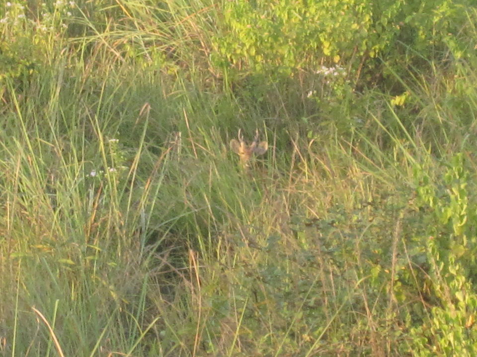 Photo of Jaldapara: Much more than the one-horned rhino national park 9/12 by Deshik Dutta