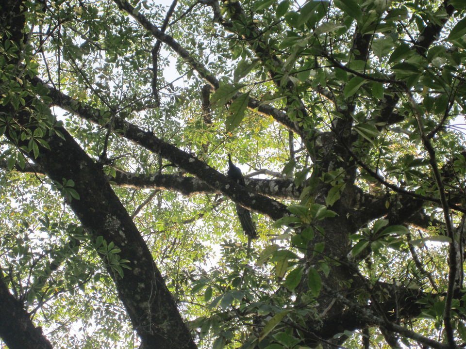 Photo of Jaldapara: Much more than the one-horned rhino national park 10/12 by Deshik Dutta