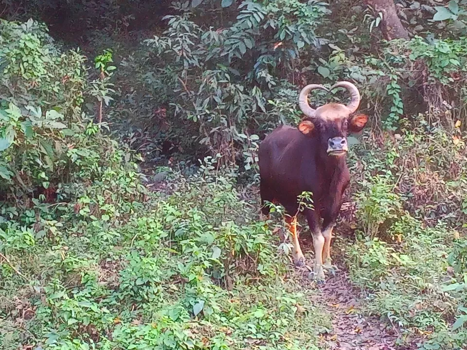 Photo of Chilapata Forest in Dooars: A must-do for the adventure enthusiasts by Deshik Dutta