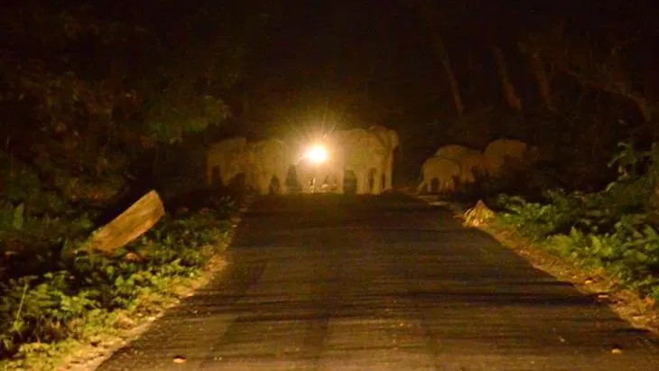 Photo of Chilapata Forest in Dooars: A must-do for the adventure enthusiasts by Deshik Dutta