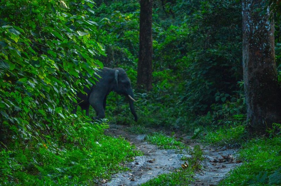 Photo of Chilapata Forest in Dooars: A must-do for the adventure enthusiasts by Deshik Dutta